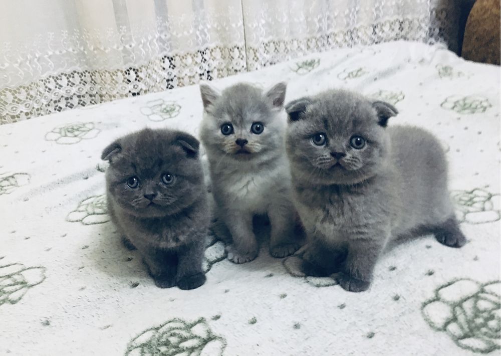 Шотландські кошенята / Шотландські котята / Scottish fold/straight