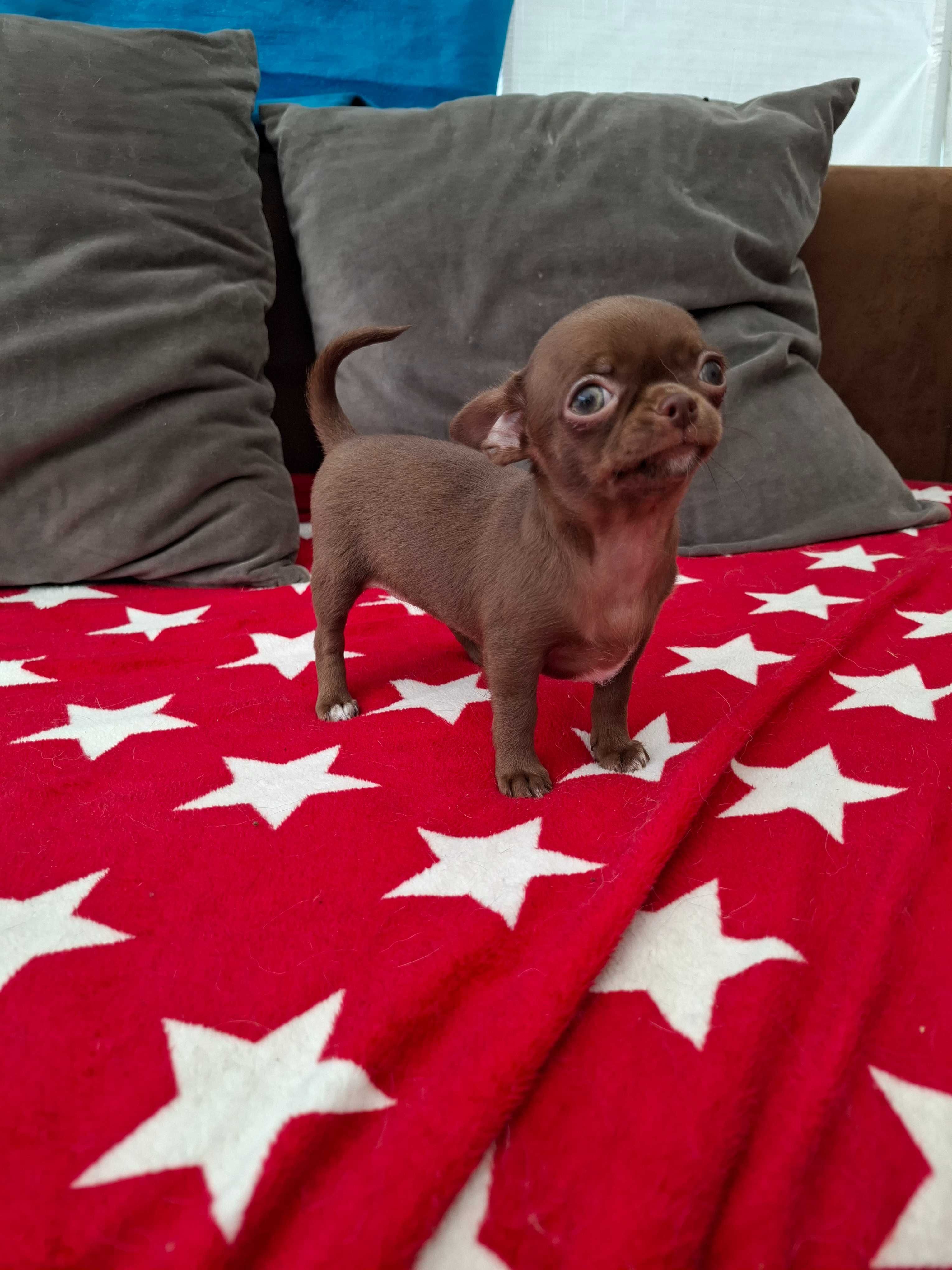 Chihuahua sunia maleńka, gotowa do odbioru