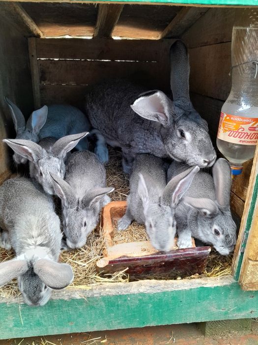 Кролі породи шиншила