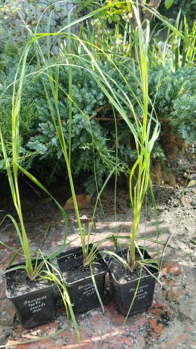 Едельвейс, гіпсофіла, деревій, кортадерія однорічні