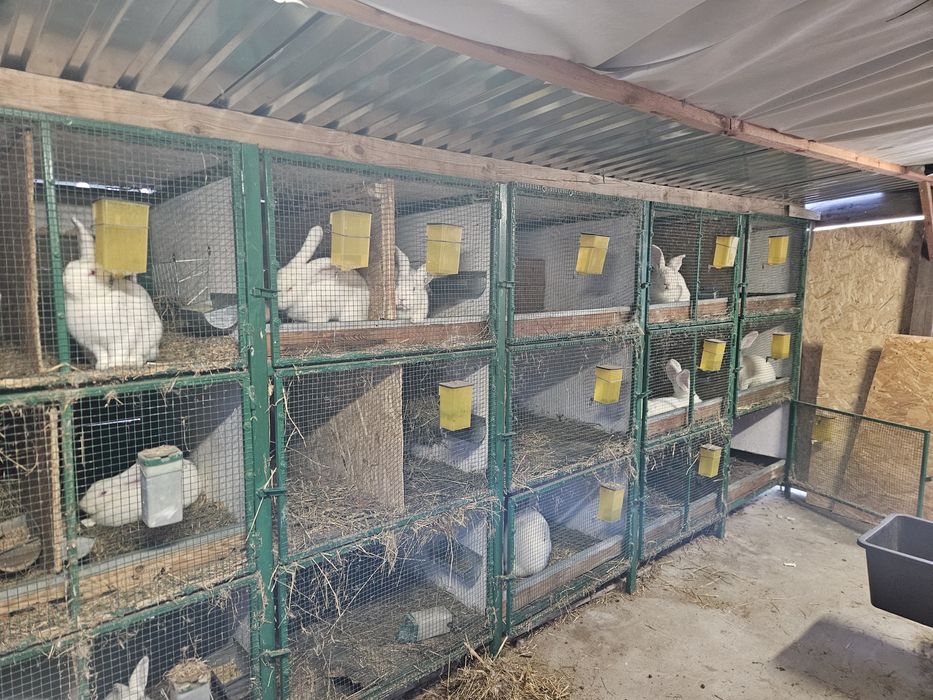 Olbrzym belgijski biały