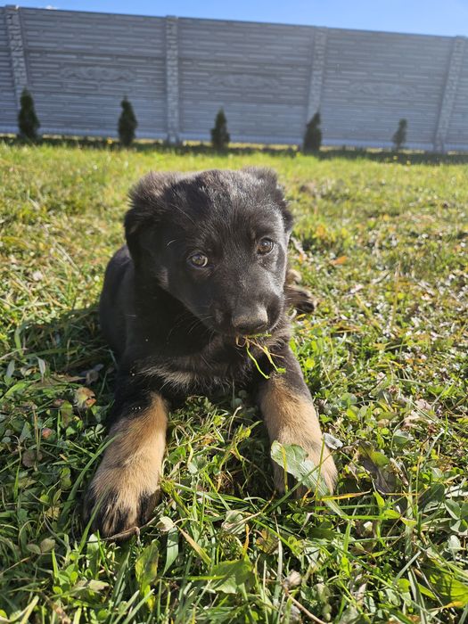 Не чистокровна вівчарка.