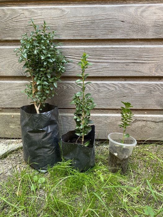 Самшит вічнозелений