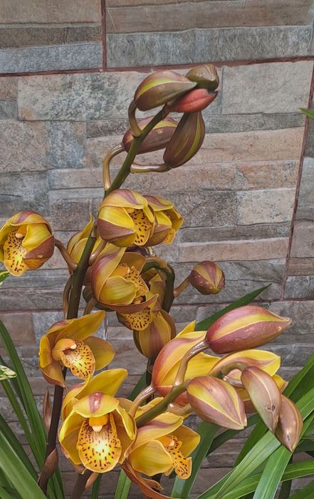 Orquideas rosa ou amarela