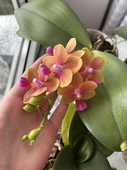 Орхідея домашня Золотий будда