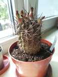 Кактус Neochilenia fobeana