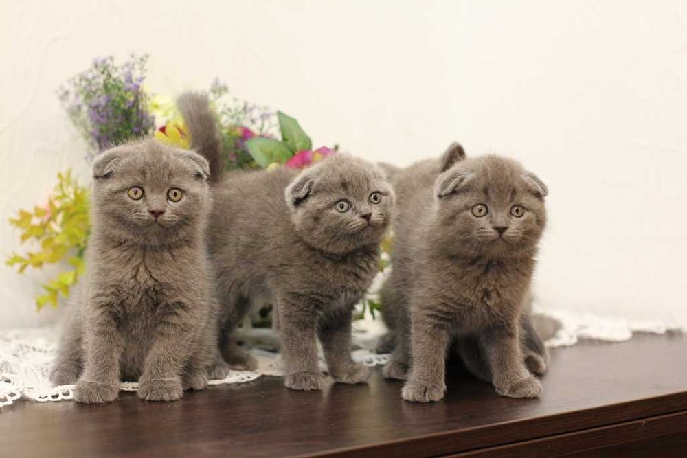 Котята шотландские вислоухие