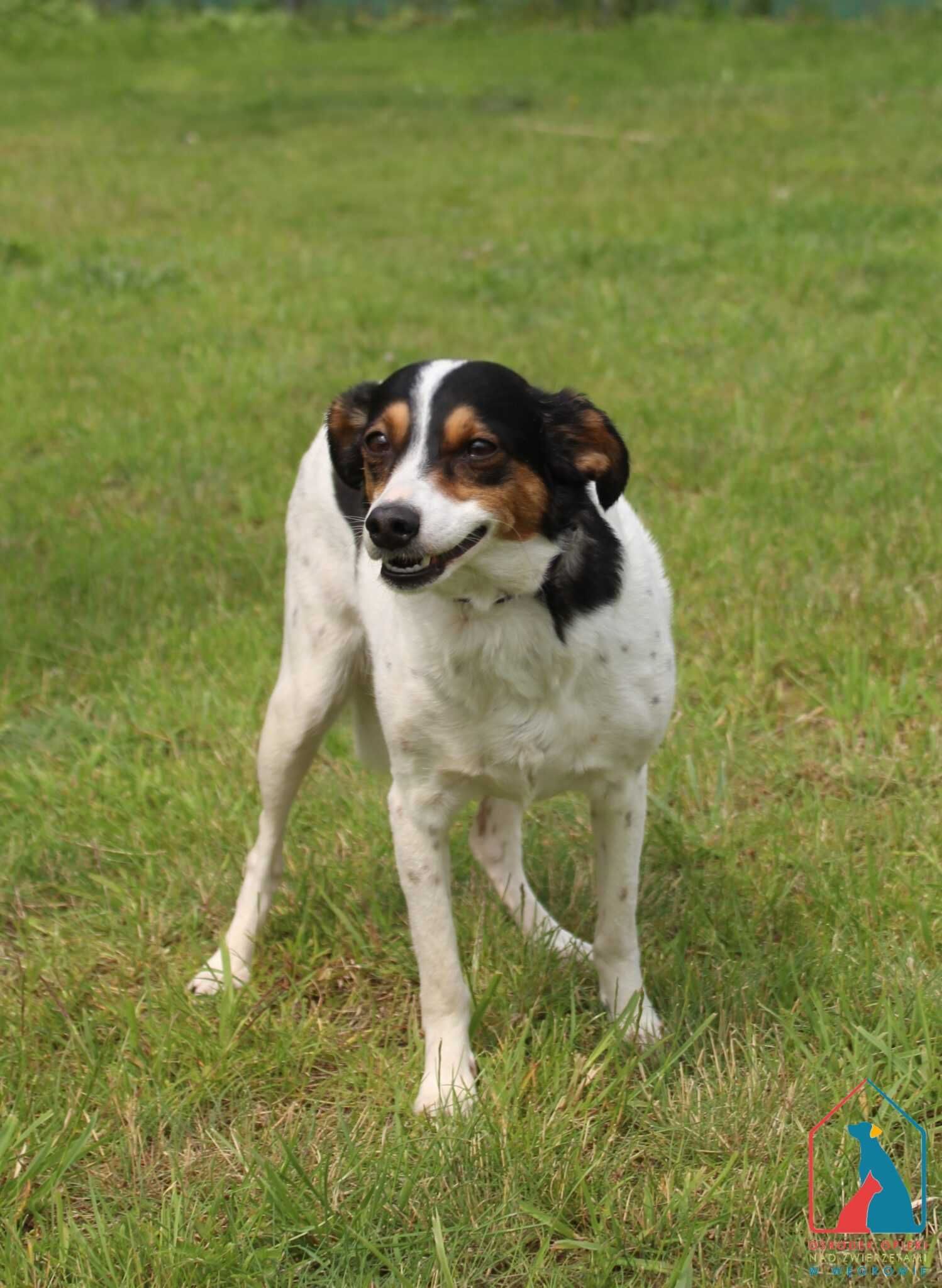 ŚLICZNA, MŁODA sunia, waży 9 kg - do adopcji