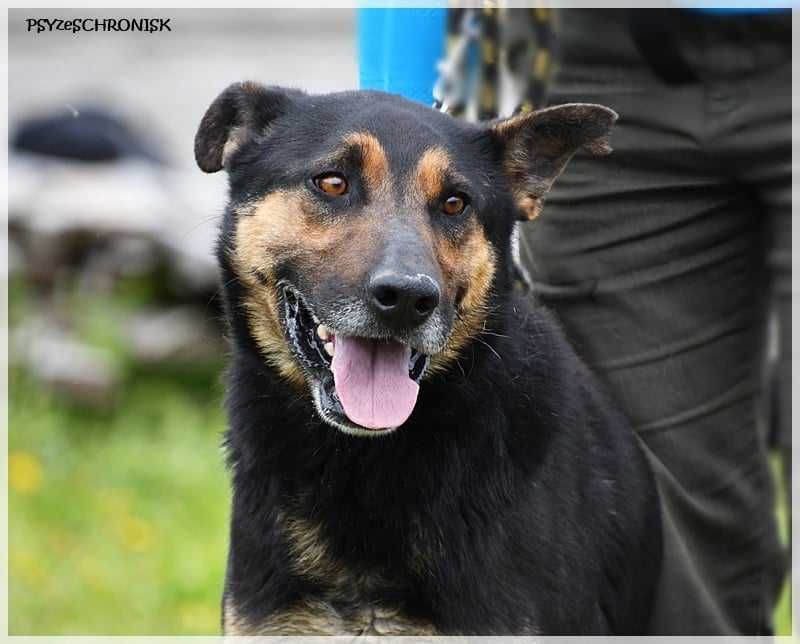 Psy z bieguna zimna: Oggi - po latach schroniska nadal kocha człowieka