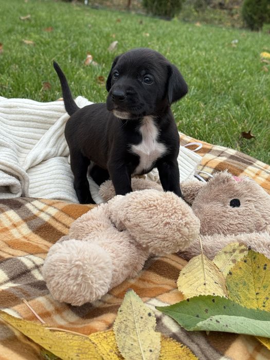 Щеночки в любящие руки