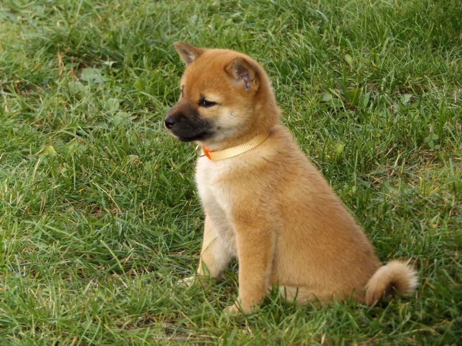 Shiba Inu czerwony samiec Wrzosowa Zagroda FCI ZKWP