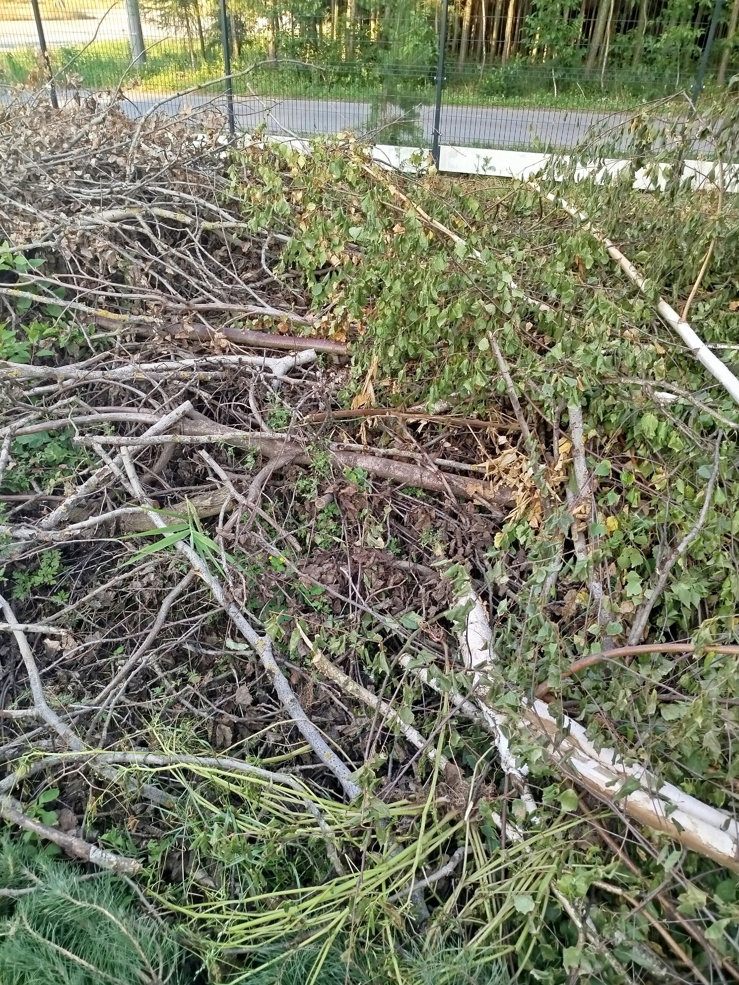 Oddam drzewa gratis