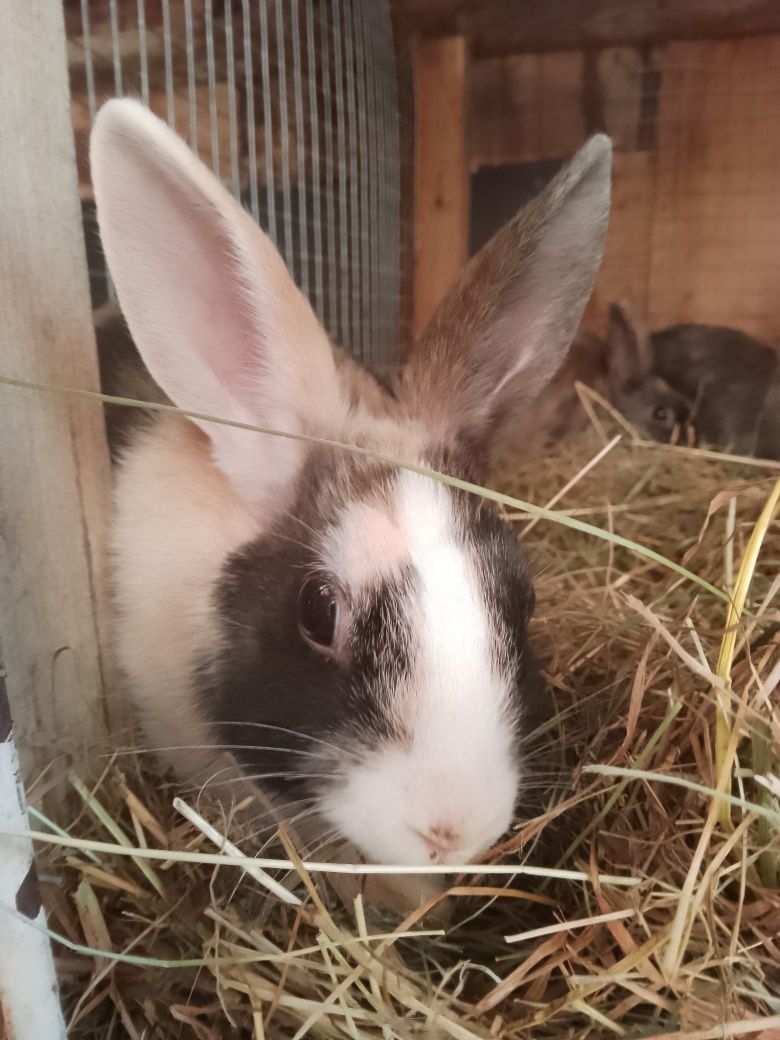 Króliczki miniaturki + zwiedzanie mini zoo