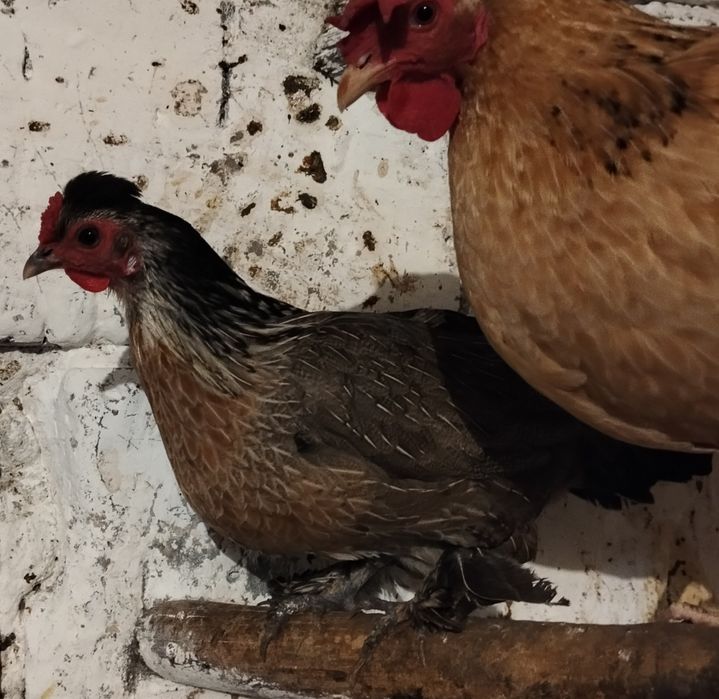 Jaja lęgowe kurek rajskich