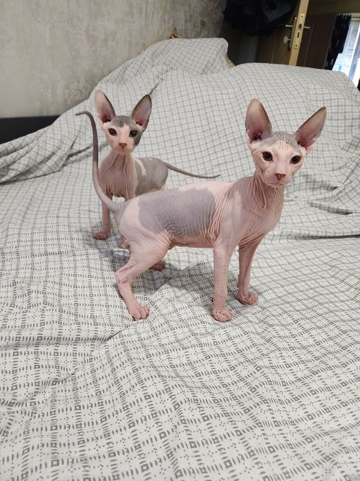 Котята Донский сфинкс
