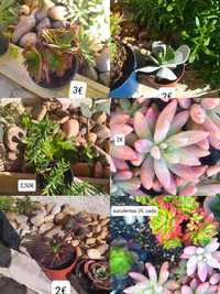 Plantas de jardim diversas