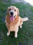 Golden Retrievier