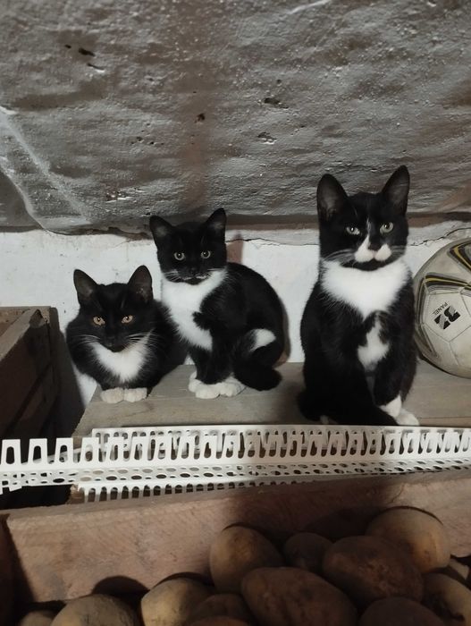 Віддам в добрі руки