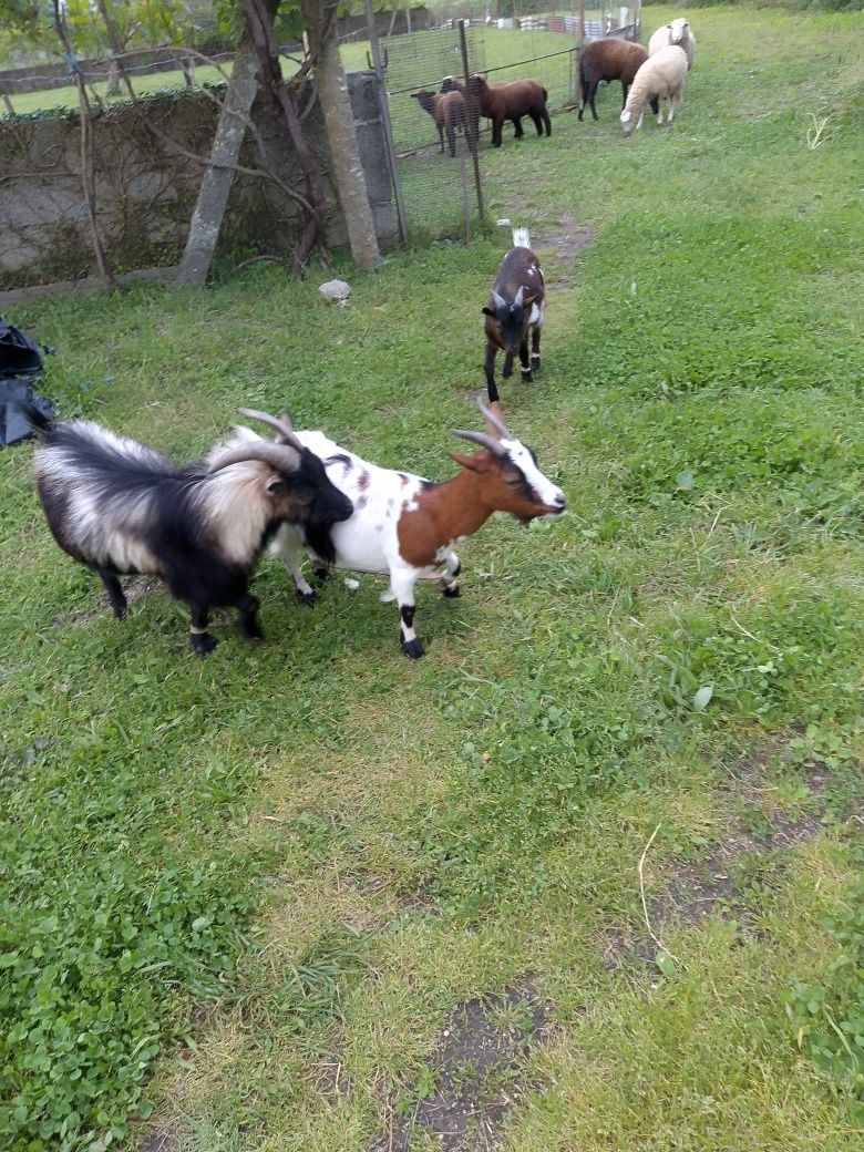 Cabras anas casal