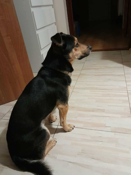 Oddam pieska w dobre ręce