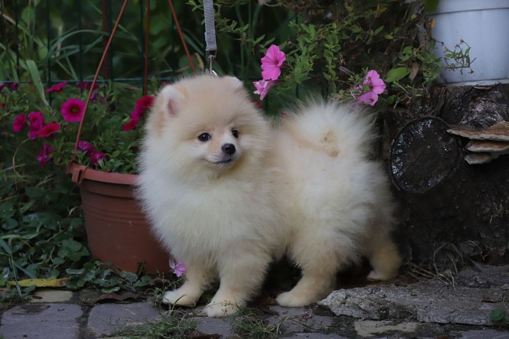 Шпіц хлопчик ведмедик