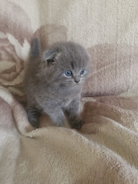 Котята шотландськие
