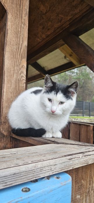 Кошенята в добрі руки