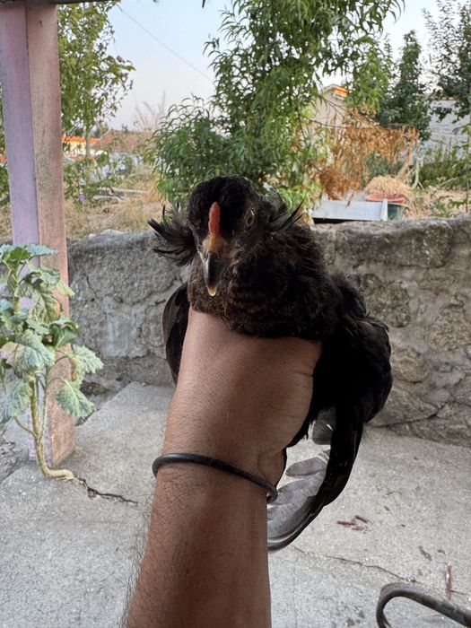 Garnizos de brincos machos