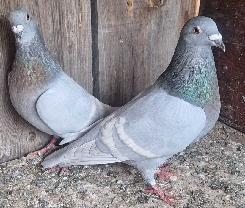 Gołębie pocztowe opalę 5sztuk