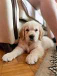 Golden retriever zloty szczeniak piesek zkwp fci juz do odbioru