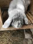 Самчики французський баран