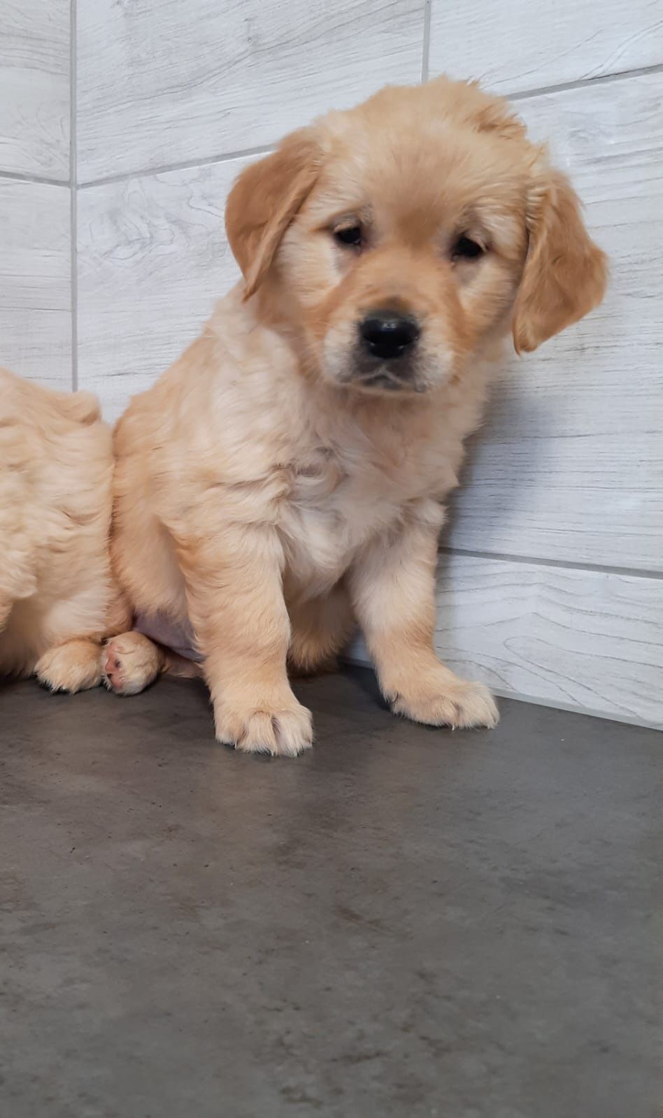 Golden Retriever Kremowo Złoty