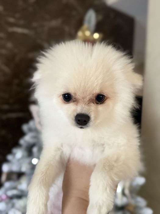 Шпіц , дівчинка 4 міс