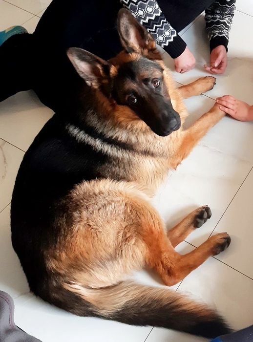 Пропоную для в'язки кобеля німецької вівчарки Київська обл.