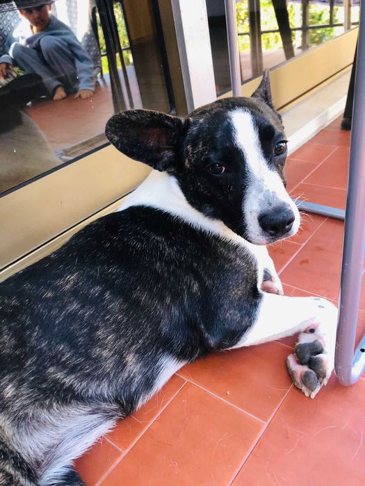 CADELA 09 MESES PARA ADOÇÃO