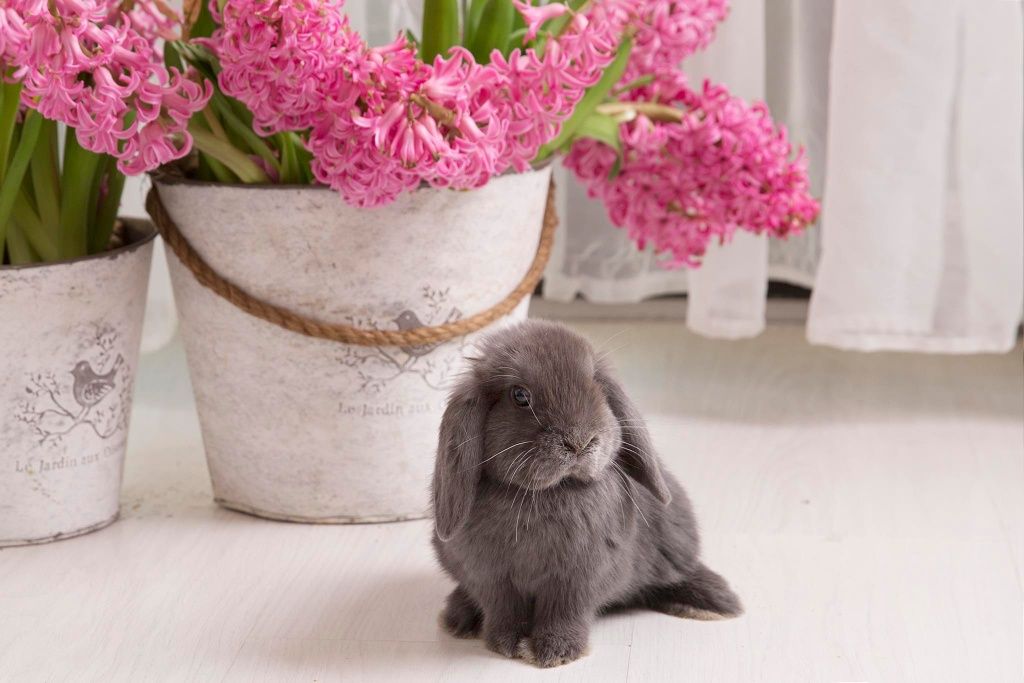 Piękny króliczek Mini lop niebieski maluszek legalna Hodowla do odbior