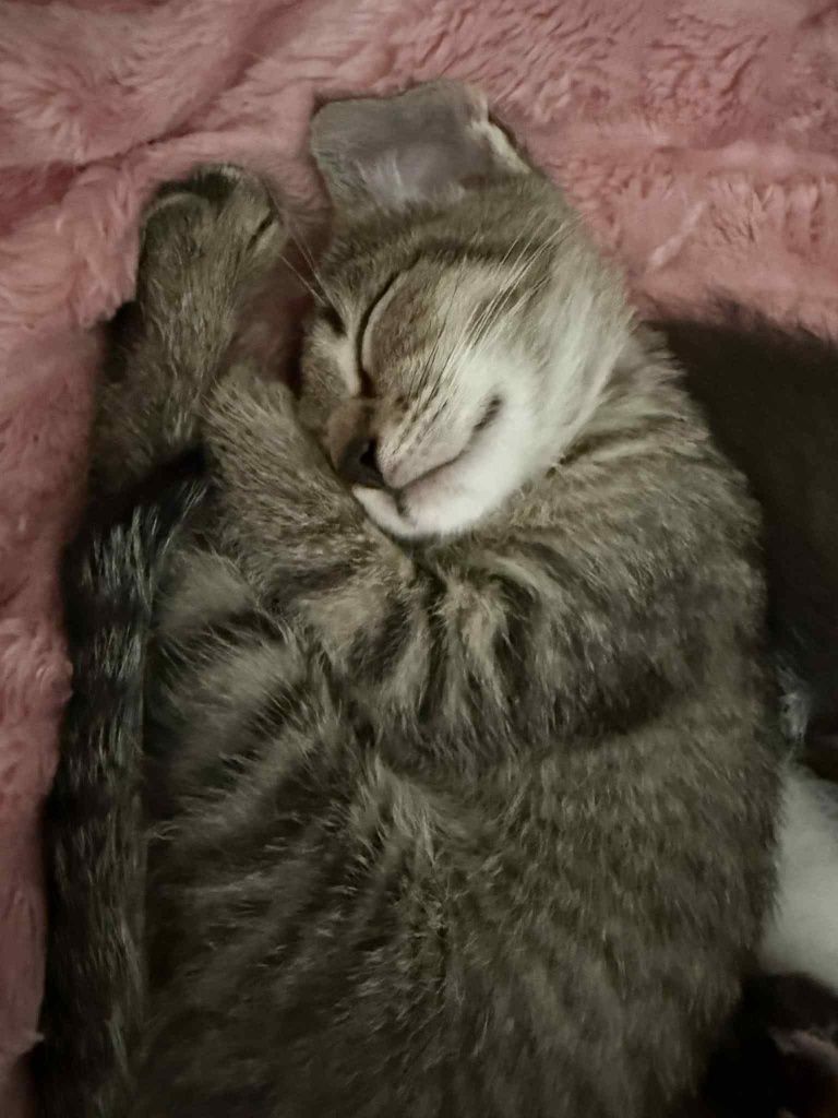 Miziasta buraska poleca się do adopcji:)