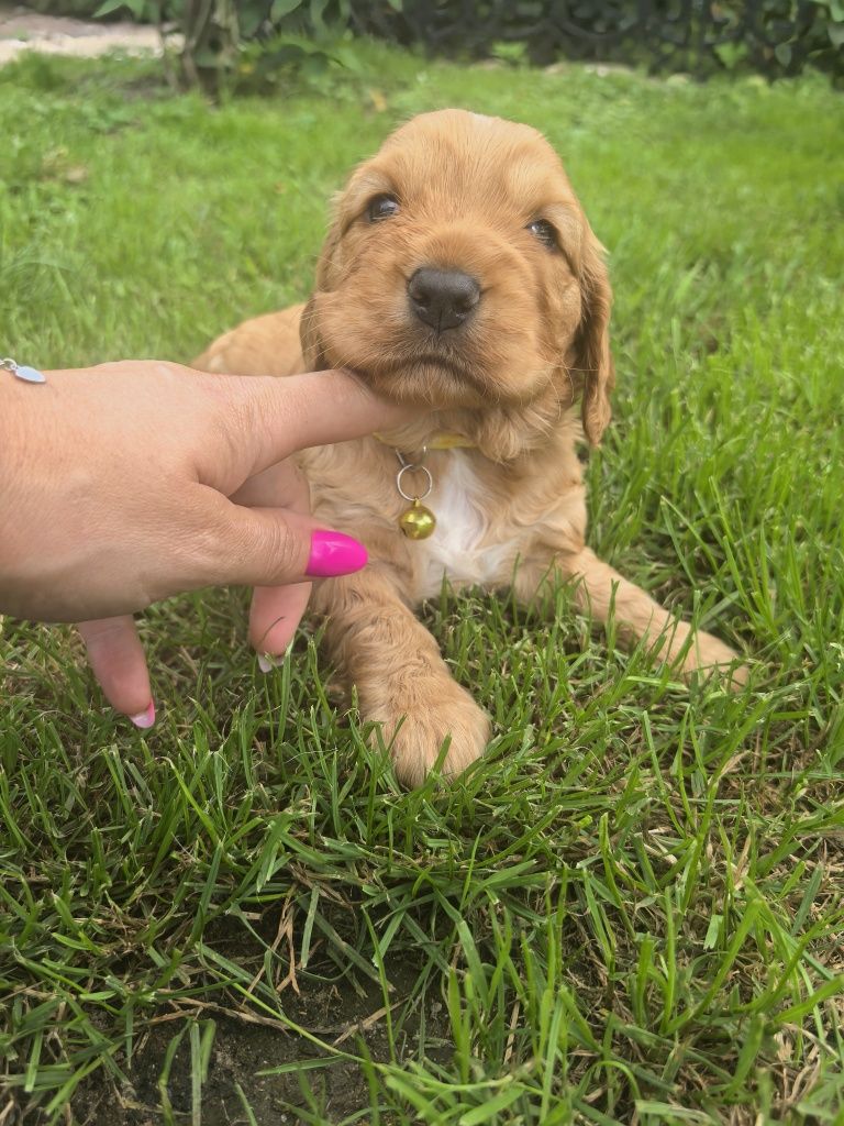 Śliczna suczka cocker spaniel