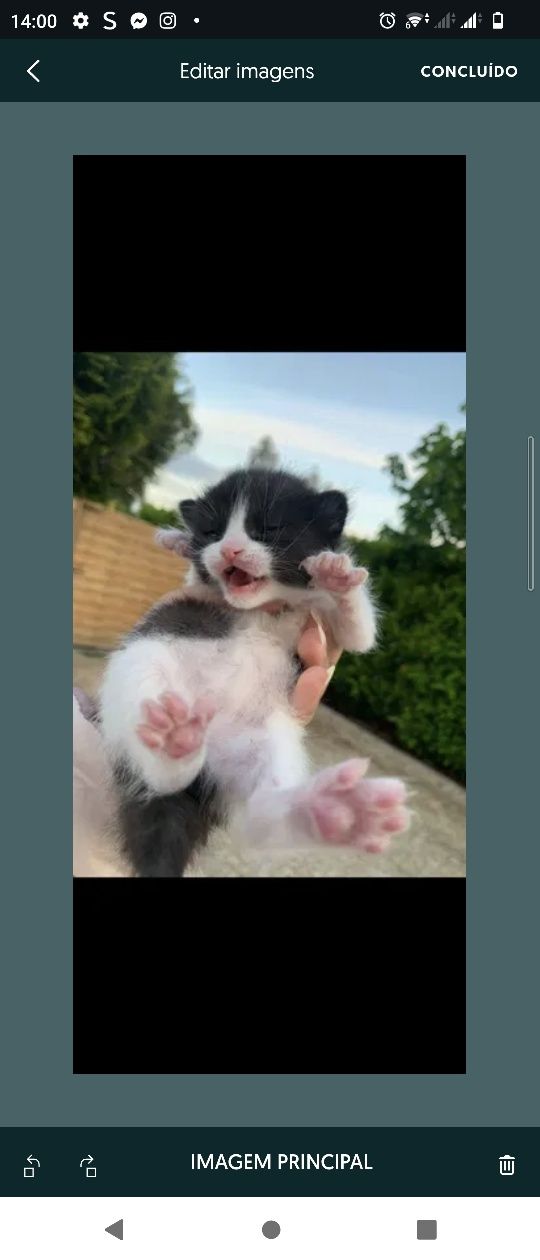 Gatos bebés meigos