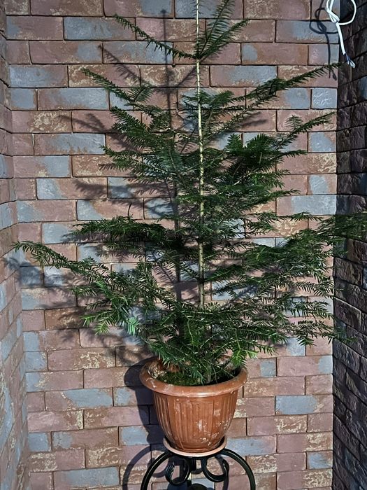 Ялинки новорічні живі в горщику