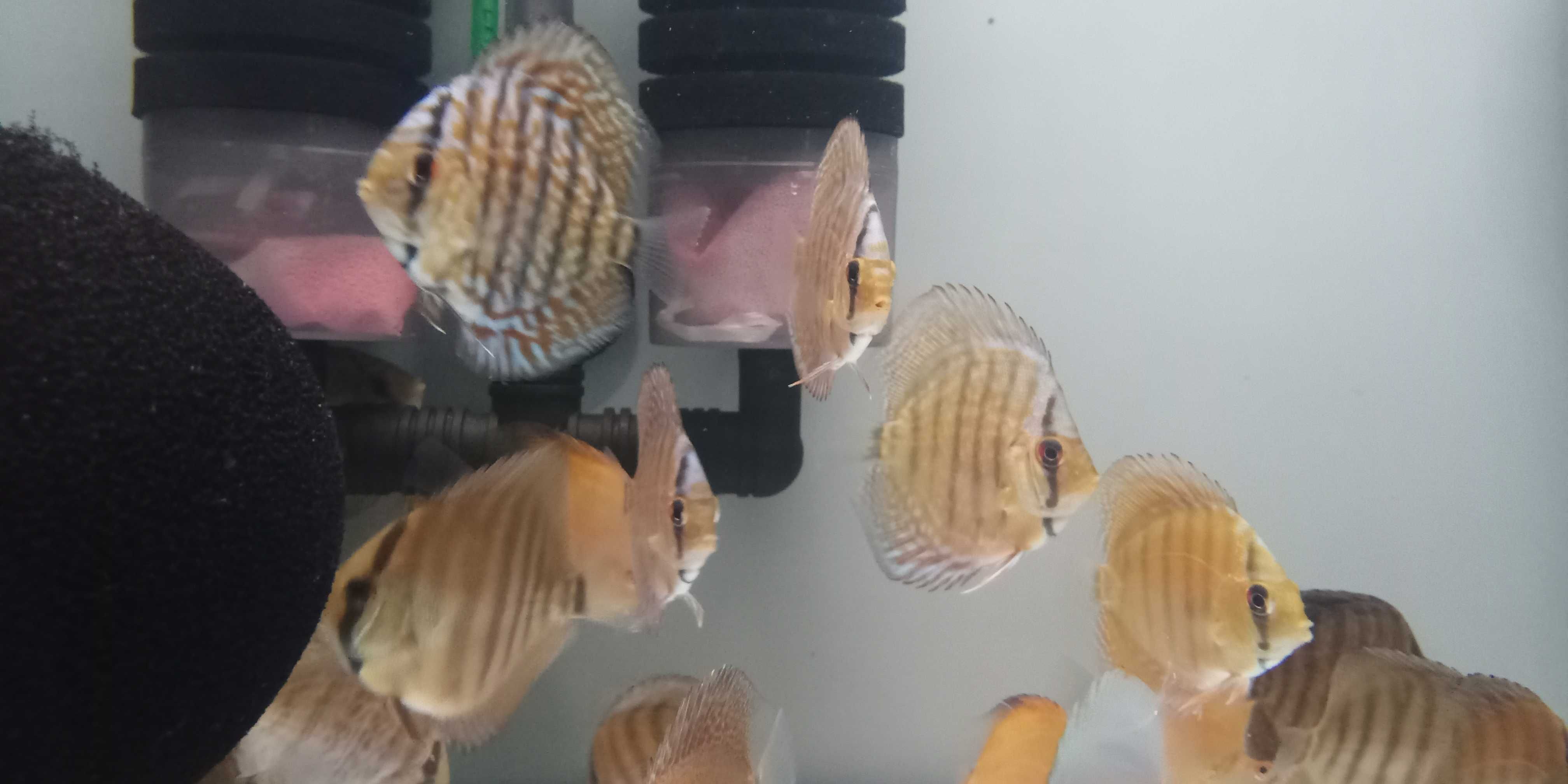 GB Dyskowce-paletki ryby 5,5cm czerwone niebieskie białe MIX COLOR