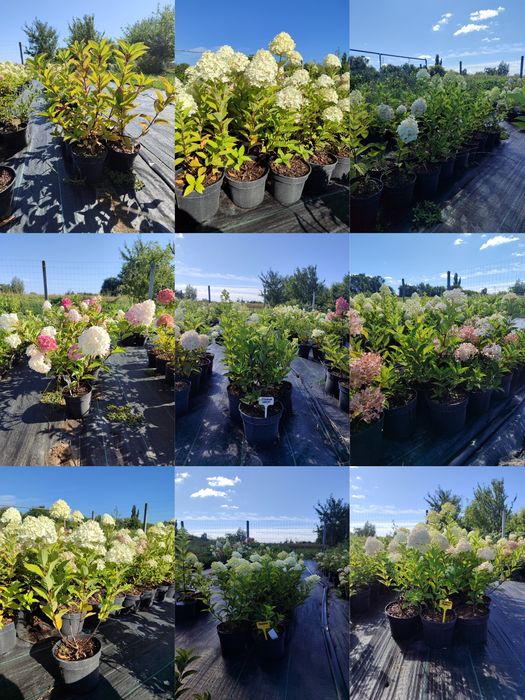 Гортензія волотиста