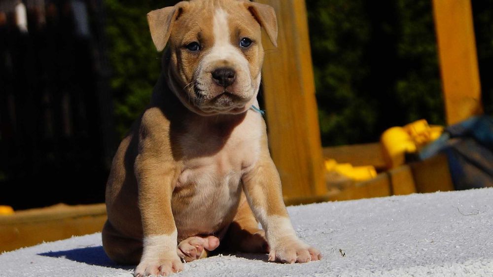 Lary, mocny samiec Amstaff, piekny szczeniak Amstaff z rodowodem