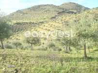 Terreno agrícola em Vila Nova De Foz Côa