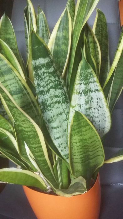 Duza  sansevieria
