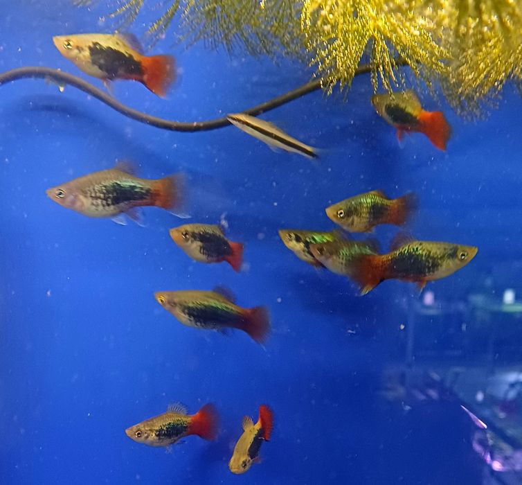 Platka Platynka blue spotted red flame