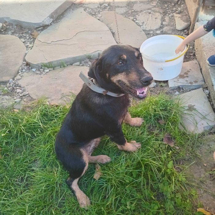 Німецький ягтер'єр