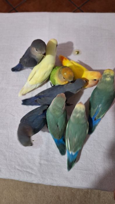 Agapornis Domesticados