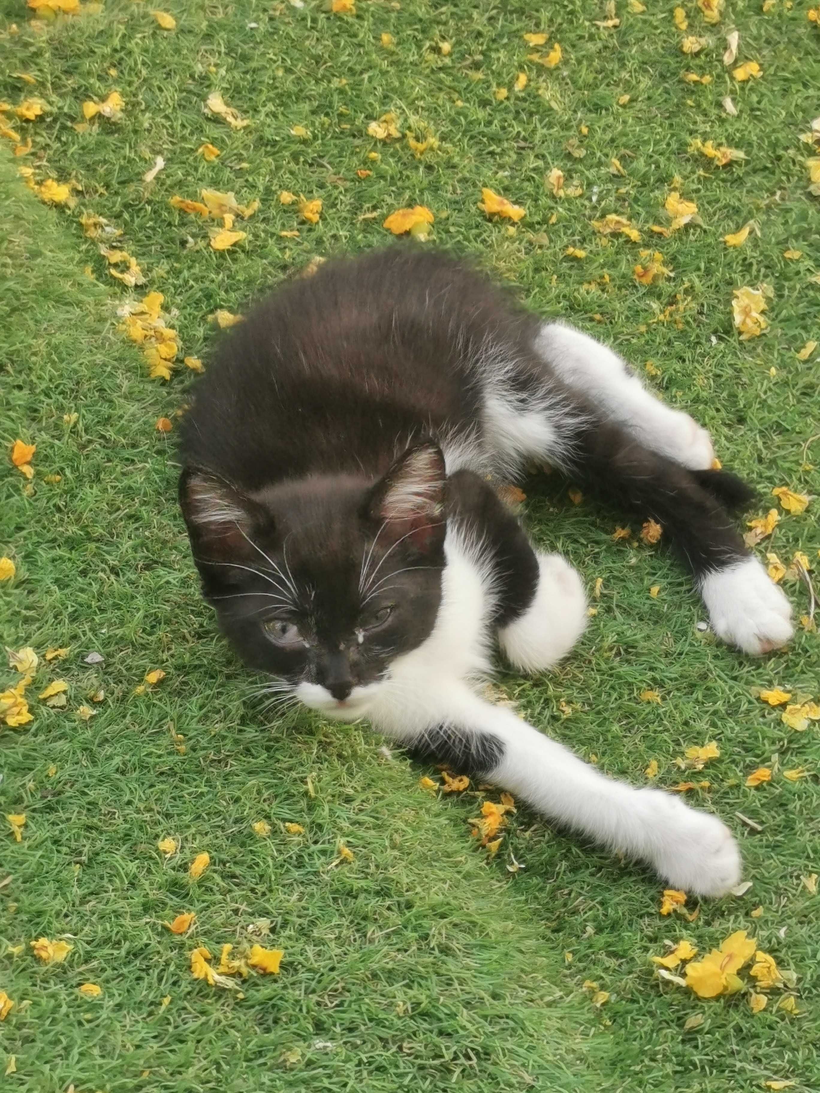 Gatinho para Adoção