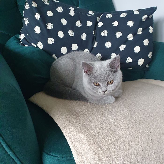 Kotka Brytyjska krótkowłosa